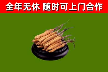 寒亭区烟酒回收冬虫夏草.jpg